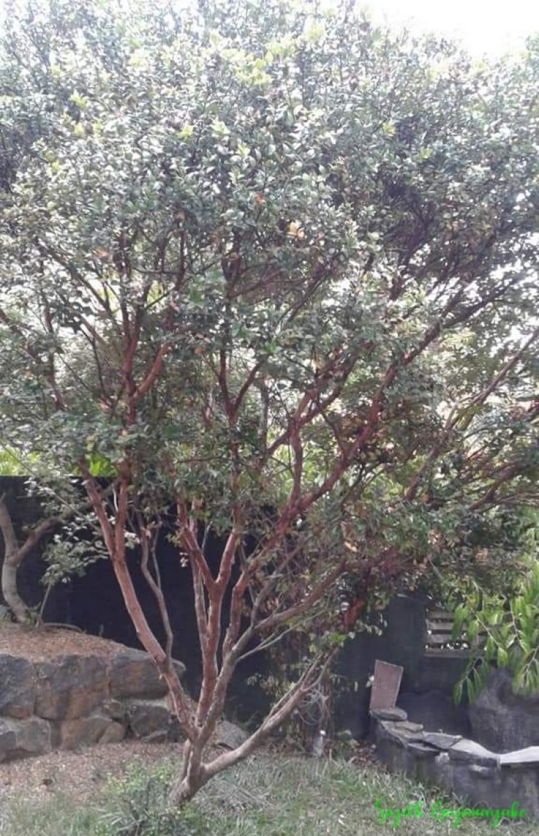 Syzygium zeylanicum (L.) DC.
